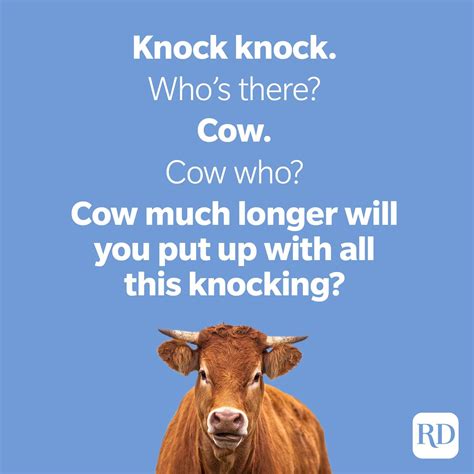 50 Cow Jokes That Are Udderly Hilarious Readers Digest