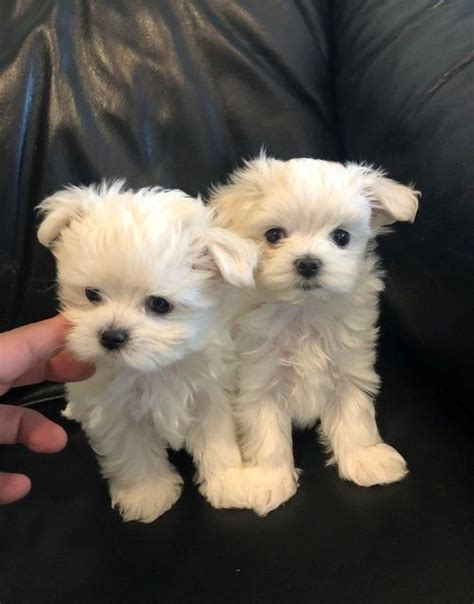She will be ready for pick up on february 13th. Maltese Puppies For Sale | Nashville, TN #287576 | Petzlover