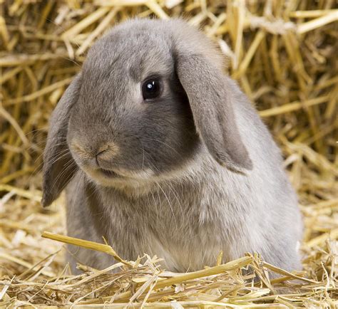 Dwarf Lop Rabbit Photograph By Jean Michel Labat Pixels