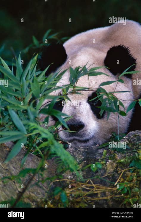 Giant Panda Cub In The Bamboo Bush Wolong Sichuan China Stock Photo