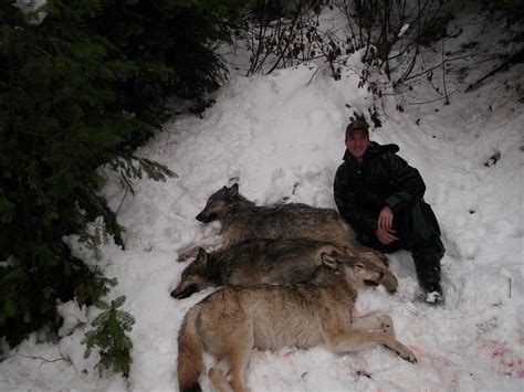 Take Advantage Of Expanding Wolf Hunting Opportunities Outdoorhub