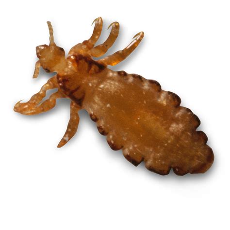 Head Lice Images