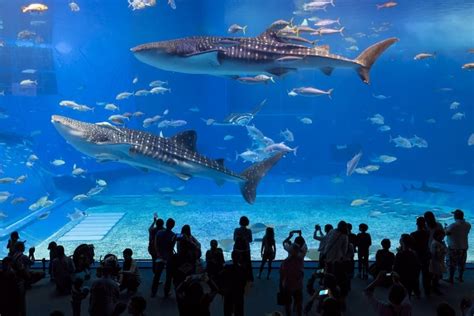 50 Best Aquariums In The World 2021 Tourscanner