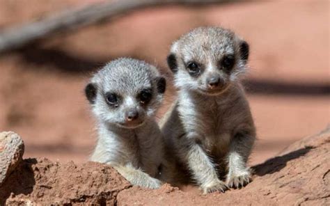 Cutest Baby Animals Top 100 List 2020 Ultimate Topics