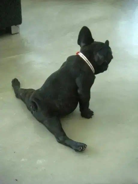 20 Reasons Why You Should Never Own French Bulldogs