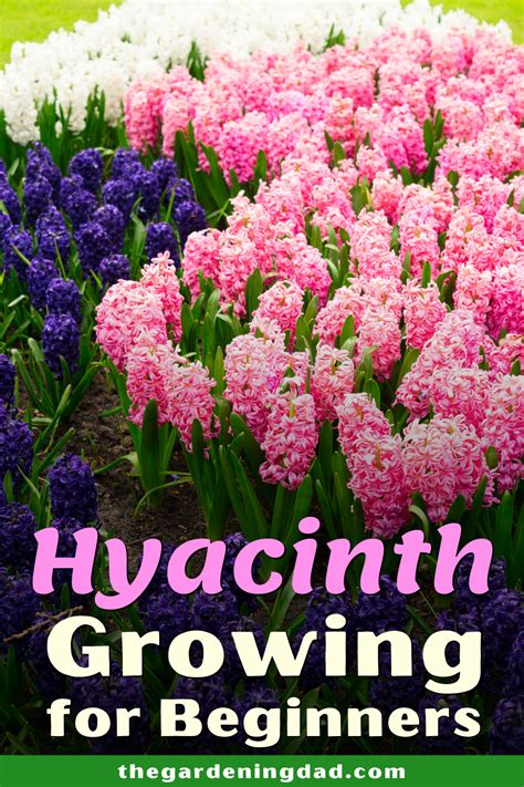 Learn How To Grow Hyacinths With Hyacinth Growing For Beginners Youll