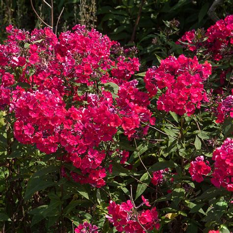 Outsidepride Phlox Crimson Ground Cover Garden Flowers