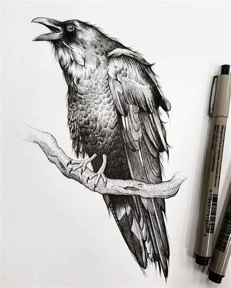 Raven Ink Drawing At Explore Collection Of Raven