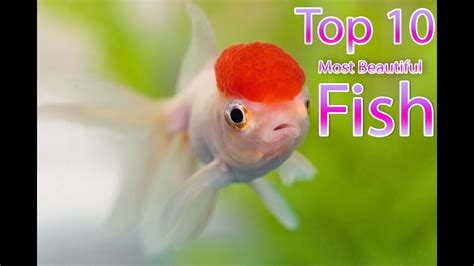 Beautiful Fish In The World Top 10 Fish Youtube