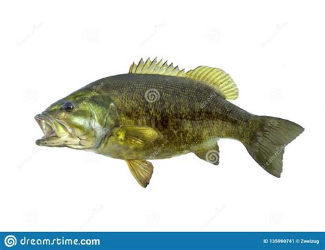 Smallmouth Bass Fish Isolated On White Background Stock