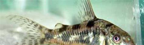 Corydoras Paleatus Foltos Páncélosharcsa Harcsafélék Akvarista