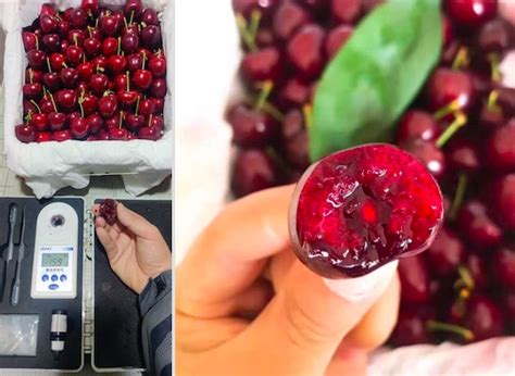 Chinese Cherry Industry Is Quickly Catching Up With Imported Cherries