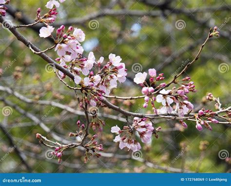 Sakura Cherry Blossom Buds Stock Image Image Of Gardening Close