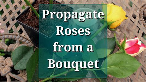 Propagate Roses From A Bouquet Youtube