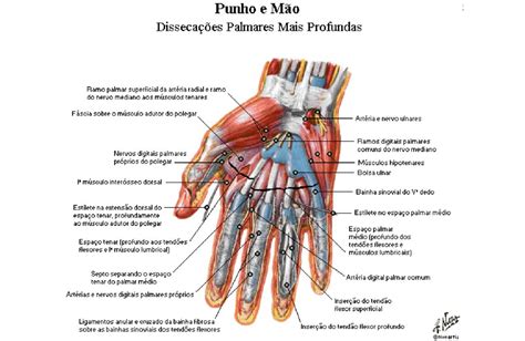 Músculos Da Mão Anatomia Papel E Caneta