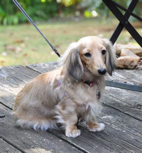 Why Get A Long Haired Cream Dachshund For Your Home