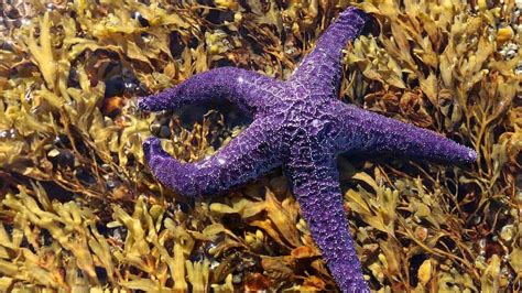1261 Starfish Names Cute Funny And Cool Naming Ideas