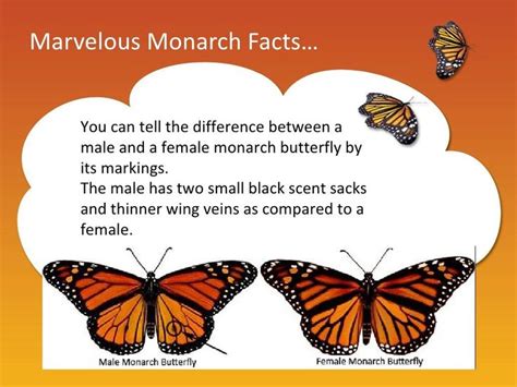 Marvelous Monarch Facts You Can Tell The Difference Between A Male And
