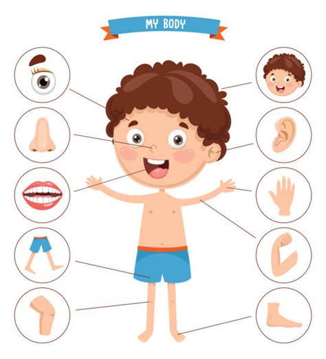Body Parts For Kids Illustrations Royalty Free Vector Graphics And Clip