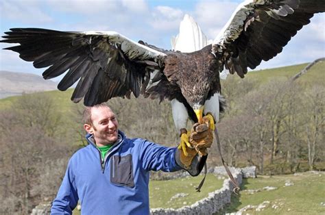 Top 9 Largest Eagles In The World