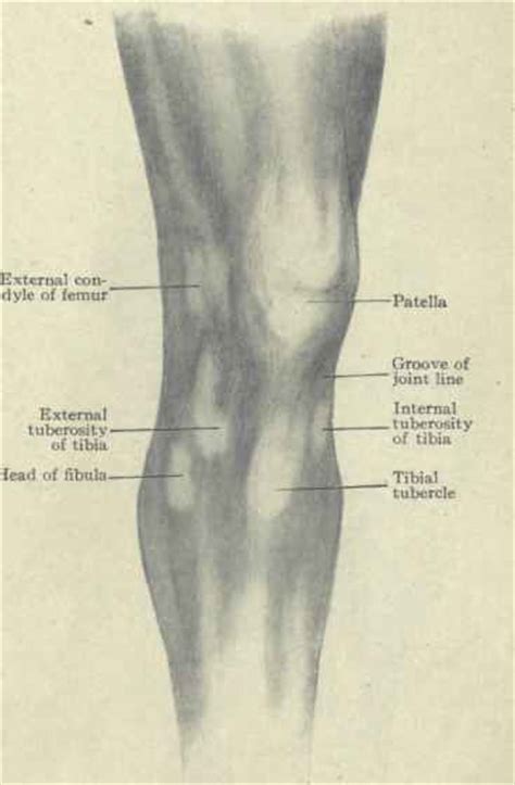 Region Of The Knee Surface Anatomy