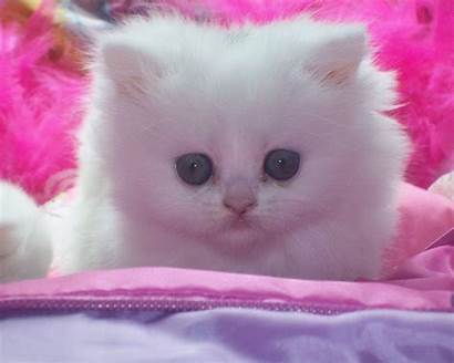 Cats Cat Kitten Pink Kittens Wallpapers Kitty