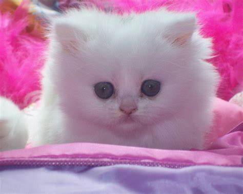 White Baby Cat Wallpapers - Wallpaper Cave