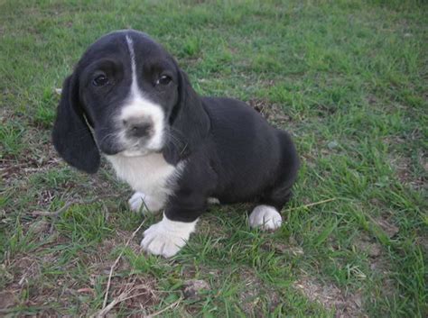 Our responsibility to our puppies does not stop the day the puppy leaves. Black And White Basset Hound Puppies For Sale | PETSIDI