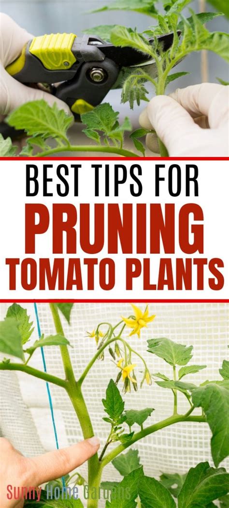 How When And Why To Prune Tomato Plants Sunny Home Gardens