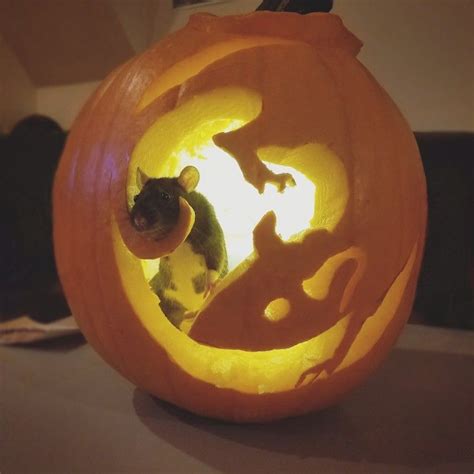 Halloween Rat Pumpkin Carving Pumpkin Carving Pumpkin Carving