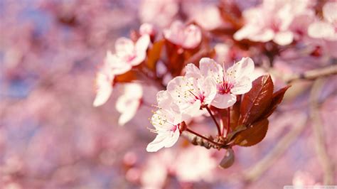 Cherry Blossom Japanese Cherry Tree Sakura Photo 37503991 Fanpop