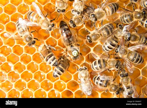 Queen Bee In A Beehive Laying Eggs Supported By Worker Bees Stock Photo