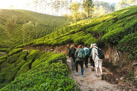 8 Romantic Activities To Do In Munnar And Idukki On Your Honeymoon