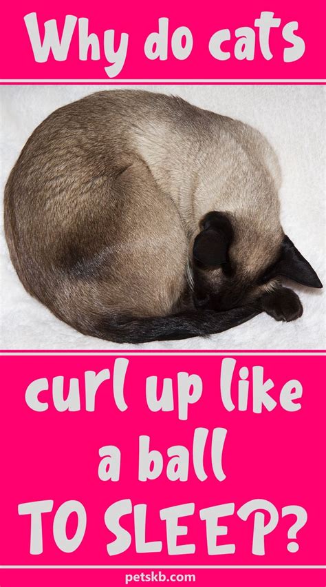 Why Do Cats Curl Up In A Ball When They Sleep In 2021 Cat Curling