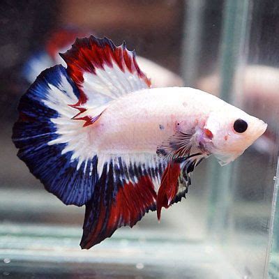 The red dragon halfmoon betta, is an exquisite variety of the extremely popular betta splendens or siamese fighting fish. Live-Betta-Fish-DRAGON-WHITE-BLUE-RED-Halfmoon-Plakat-HMPK ...