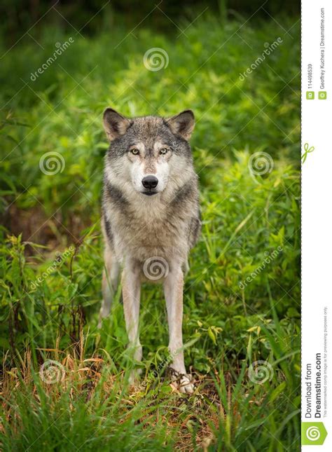 Grey Wolf Canis Lupus Looks Out From Grass Stock Image Image Of Grass