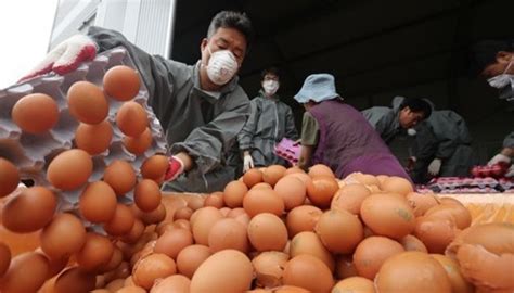 살충제 계란 부적합 농장 3곳 추가 발견