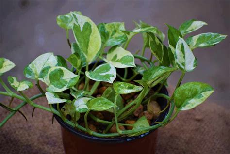 We will remove some of these lower leaves. Buy Money Plant Online At Lowest Price | Nestreeo.com