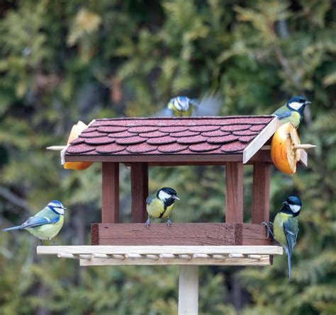 Attirer Les Oiseaux Au Jardin En Hiver Nichoir Et Mangeoir
