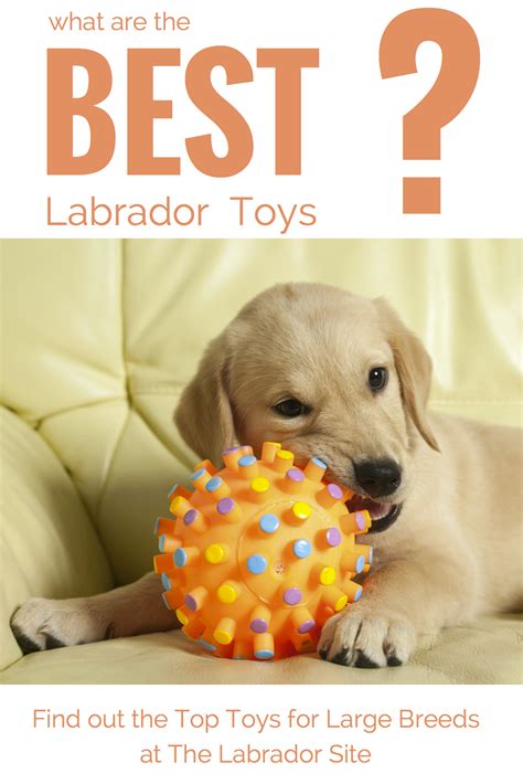 Best Dog Toys For Large Breeds