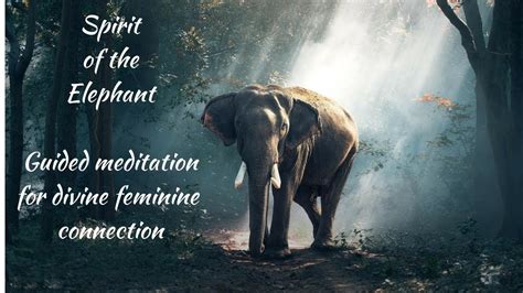 Meditation For Healing Feminine Energy Elephant Spirit Guide Youtube