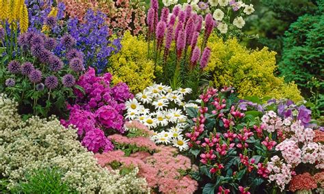 Mulch and water well until the plant is established, usually around 12. Perennial Border Plants | Groupon Goods