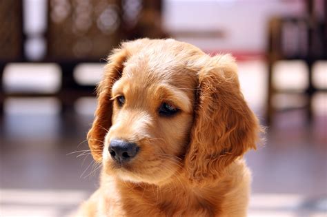 Free Images Puppy Animal Pet Nose Golden Retriever Vertebrate