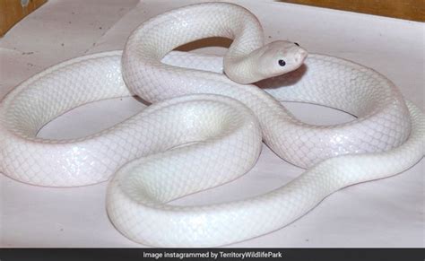 Rагe White Snake Found In Australia