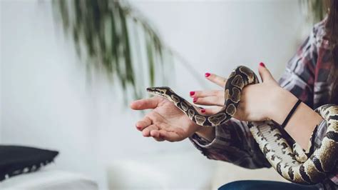 Can You Keep Wild Snakes As Pets Answered
