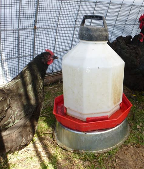 The Best Waterers For Chickens Farmstead Chickens