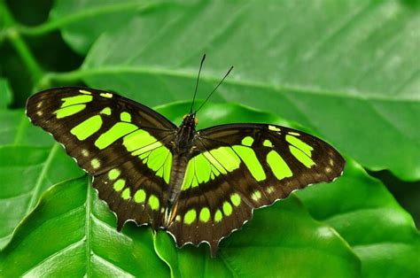 11 Green Butterfly Spiritual Meanings Lime And Light Green