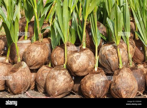 Sprout Of Coconut Tree Stock Photo Alamy