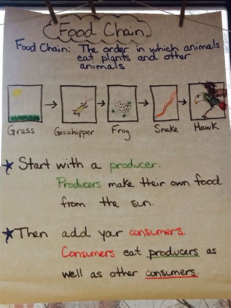 Food Chain Anchor Chart Foodchain Producer Consumer