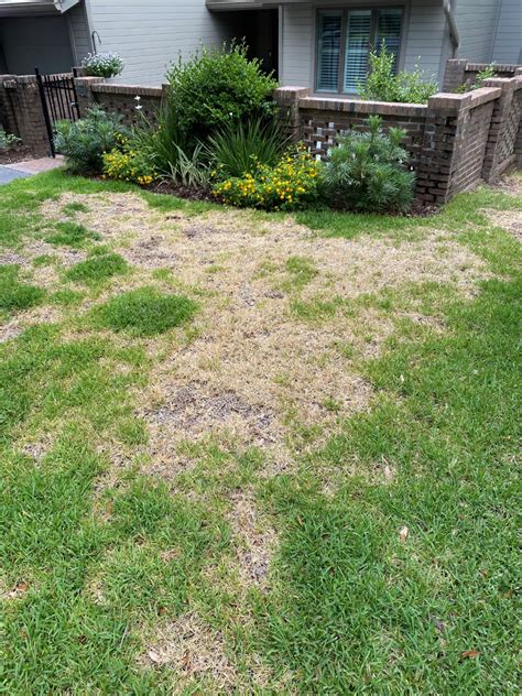 Chinch Bug Control Lawn Doctor Of Charleston